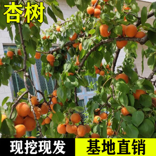 Jumi Wang Apricot Seedlings, Extra-Large Apricot Tree Fruit Seedlings Planted in the North and South, Potted Grafted Apricot Seedlings, Fruiting in the Same Year