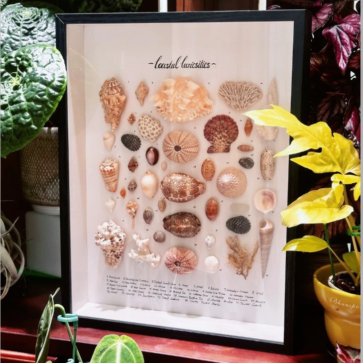 Wooden Hollow Stereo Picture Frame DIY Handmade Creative Shell Conch Specimen Dried Flower Large Size Hand-Made Display Frame