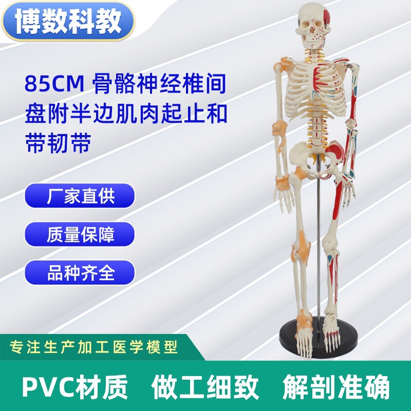 跨境玩具早教人体器官骨骼模型套装科教中小学生DIY组装儿童益智|undefined