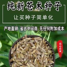 中药材苍术种子正宗纯新带朱砂点北苍术籽包发芽指导种植回收药材