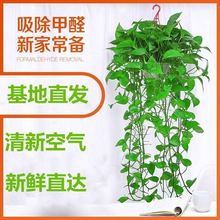 绿萝盆栽绿植花卉盆栽植物长藤大盆绿萝吸甲醛办公室内