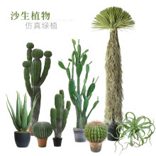 �߼�����ɳĮ�Gֲ�쾰�����m������������ֲ�������b��^�[��