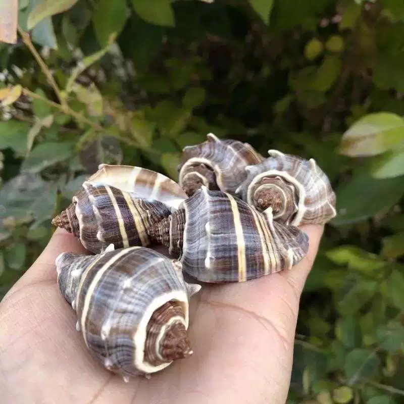 Натуральное ракушечное ежиковое ароматное snail roll ракушка замена ракушки для аквариума ландшафтного манускрипта🐌?