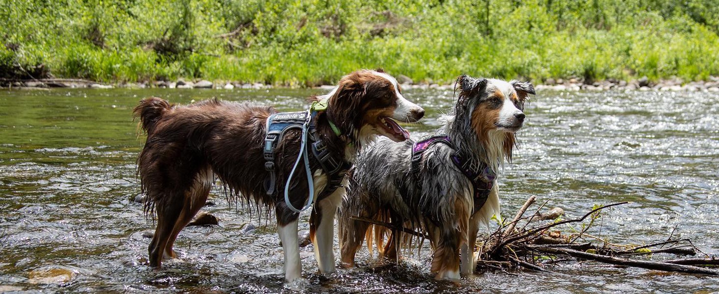 dog harness