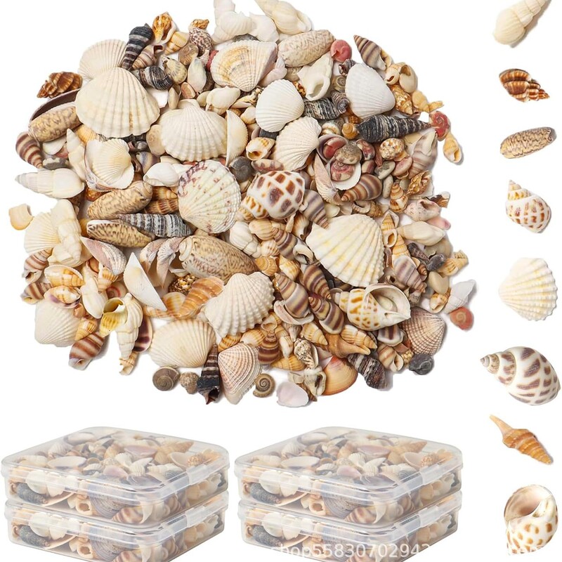 Natural shells, sea snails, sea stars, hermit crab replacement shells, DIY shell photo frames, fish tank landscaping, large sea snail shells Natural shells, sea snails, sea stars, hermit crab replacement shells, DIY shell photo frames, fish tank landscaping, large sea snail shells