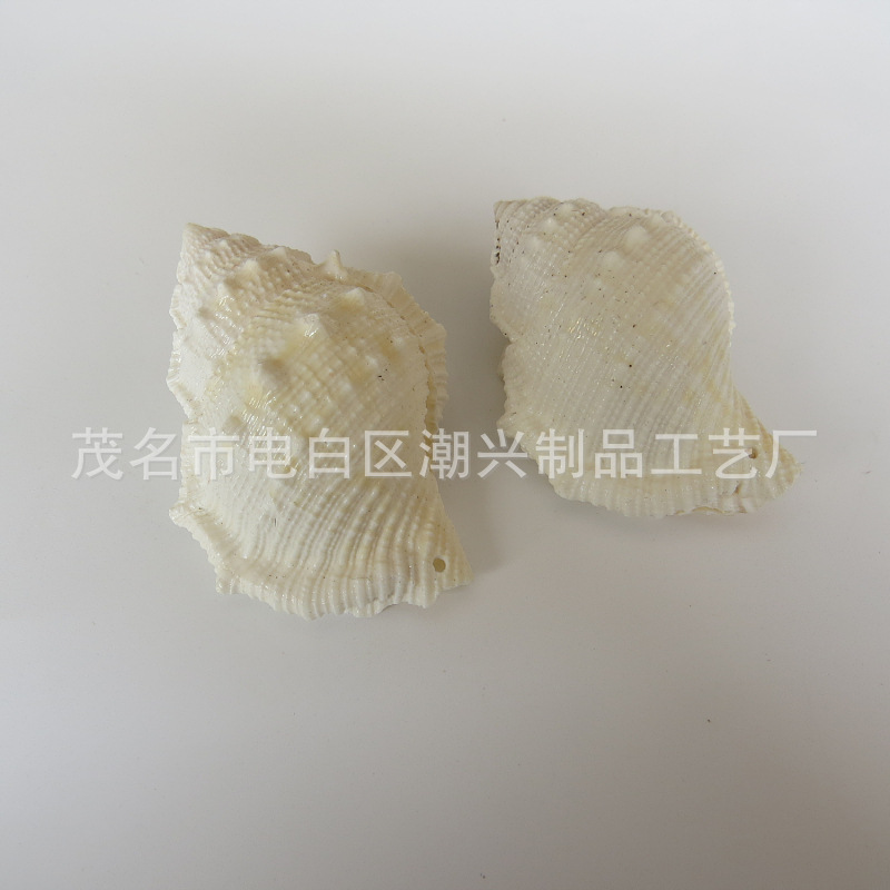 Short spined snail 5-6cm, about 40 pieces per kilogram