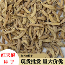 红天麻种子1kg现货批发云南产地批发量大价优专业批发红天麻