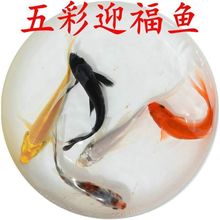 观赏鱼锦鲤活鱼草金好养耐活冷水淡水懒人好养观赏鱼风水鱼批发