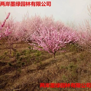 Elm Leaf Plum Seedlings, Garden Potted Plum Saplings, Grafted Red Plum Saplings, Various Specifications, High Quality
