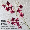 Plover orchid - black and red