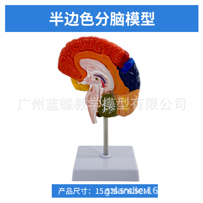 ��ģ���Թ�������ɫ��ģ�� ������Խ���ģ�� ���Զ�����������