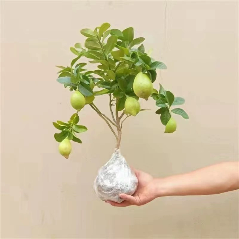 Духи Лимонное дерево Рассада в горшке с фруктами Крытое и наружное плодоношение Без коз Четыре сезона Лимонная рассада Съедобные Лимонное дерево Фрукты Рассада