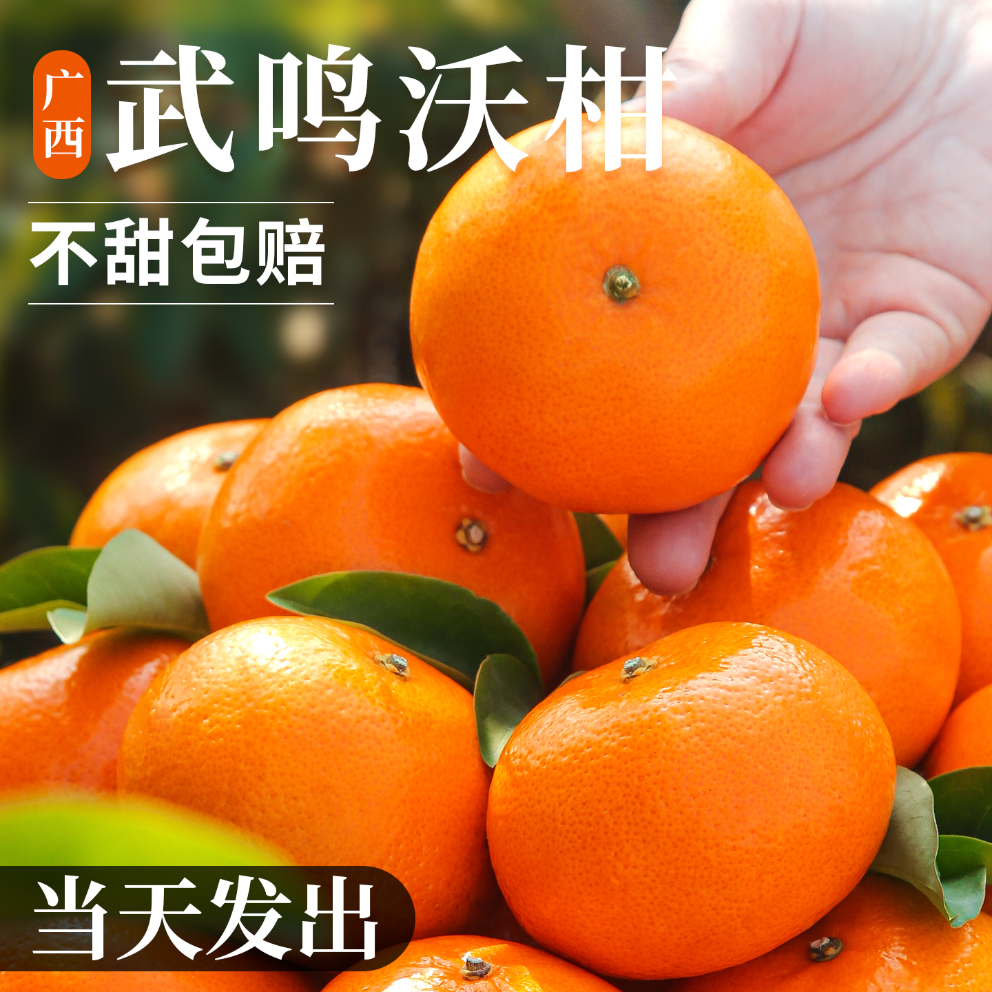 正宗广西武鸣沃柑出口新鲜水果当季整箱大果桔子砂糖沙蜜橘柑橘子