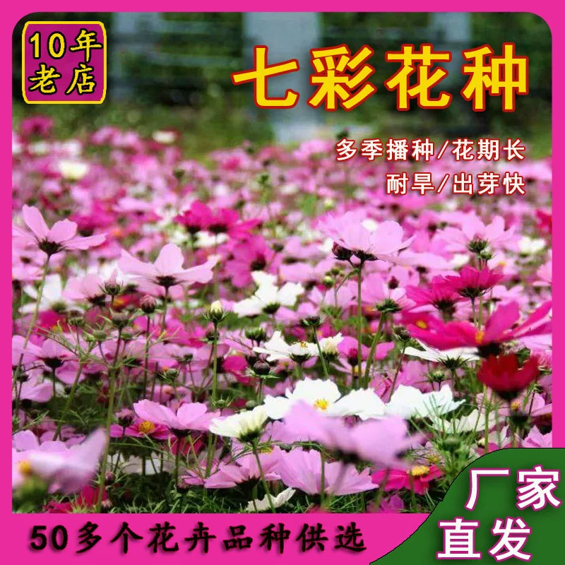 Четыре сезона посев Космос цветок семена легко жить солнце цветок семян дикий цветок сочетание цветов Цинния Gesang цветок семена
