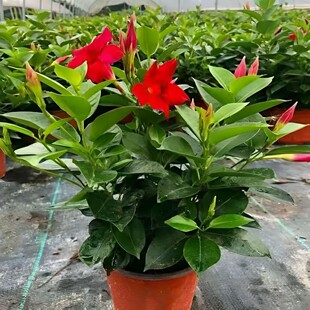 �f���h�������Ի��绨���pϲ���ļ��_������������ֲ���҃��̨