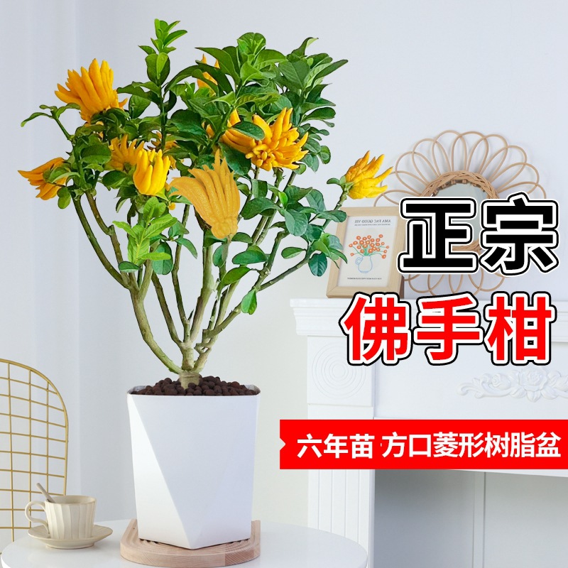 베르가못 6년근 더미 + 다이아몬드 모양의 수지 화분(과일 단계의 과일 포함)