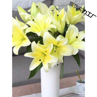 Flower Base Yunnan Multi-Head Yunnan Kunming Freshly Picked Straight Hair Real Flowers Flower Bouquet Water-Raised Perfume Lily Flowers