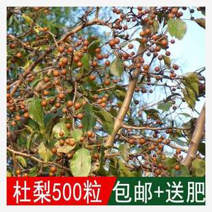 Selling Newly Harvested Forest Tree Seeds, Pear Seeds, Pear Trees, Wild Pear Seeds