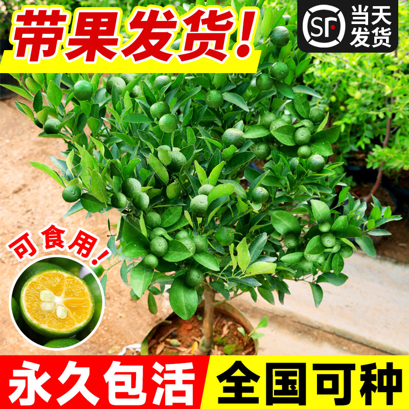 小青柠树苗海南青桔香水柠檬苗金桔盆栽室内客厅阳台果树果苗四季