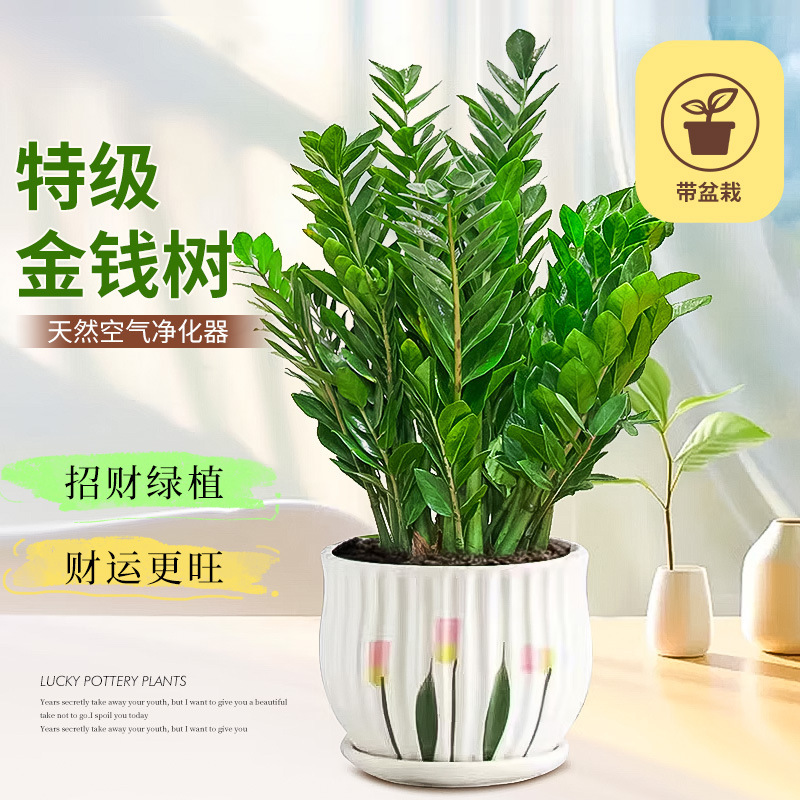 Money Tree Potted Plant for Living Room, Money String Green Plant Flower Seedling for Office Desktop, Easy to Care for All Seasons, Hydroponic Flower Money Bag