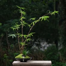 植觉 | 绿景 顺丰发货 | 室内桌面盆栽茶室茶空间摆件中式盆景