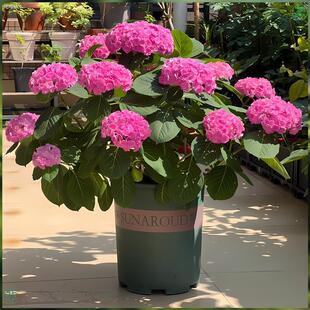 Hydrangea Seedling Potted Garden Flower Hydrangea Potted Hydrangea Large Seedling Endless Summer Hydrangea Room Outdoor Garden
