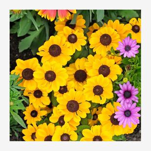 Sunflower Seeds for Landscape, Sea of Flowers, Grass Flowers, Chrysanthemum, Taro, Perennial Potted Flower Seeds, Cold-Resistant, Shade-Tolerant, Long-Flowering Seeds