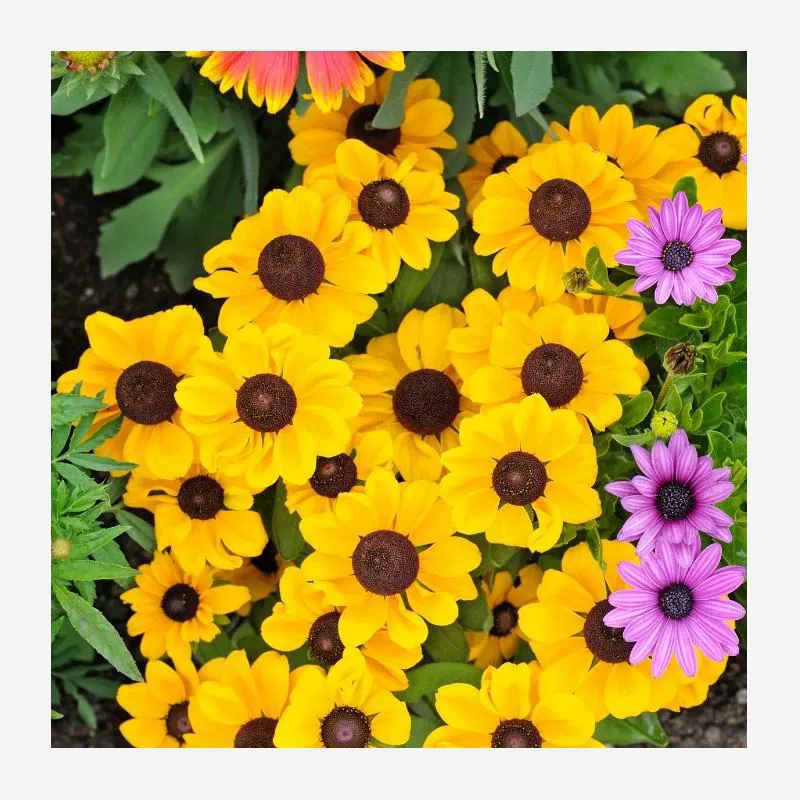 Семена подсолнечника для ландшафта, моря цветов, травяных цветов, хризантем, таро, многолетних семян цветов в горшках, морозостойких, теневыносливых, семян с длительным цветением.