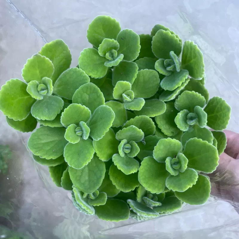碰碰香盆栽 一抹香 触留香 绒毛香茶菜 家庭园艺花卉带盆带土植物
