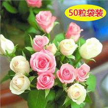 ���羳��؛��õ�廨�N���ļ��׷N���r�������̨�҃����Ի��Ѽtõ