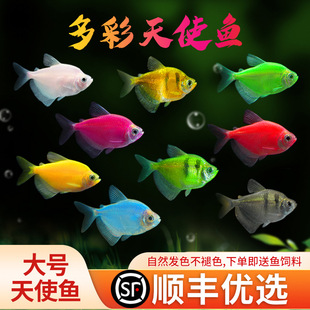 Angelfish Ornamental Fish Live Fish Large Group Swimming Live Zebra Peacock Tropical Fish Small Fish Freshwater Easy to Maintain and Durable