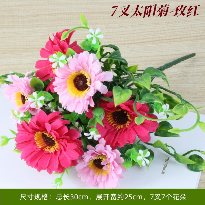 Sun chrysanthemum rose red