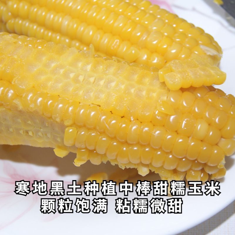 옥수수 품종은 중간 막대의 달콤한 밀랍 옥수수이며 길이는 약 14cm 입니다.