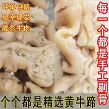 牛蹄正宗草饲黄牛蹄无骨牛肉剔骨去筋牛腿半熟黄牛脚新鲜牛脚料包