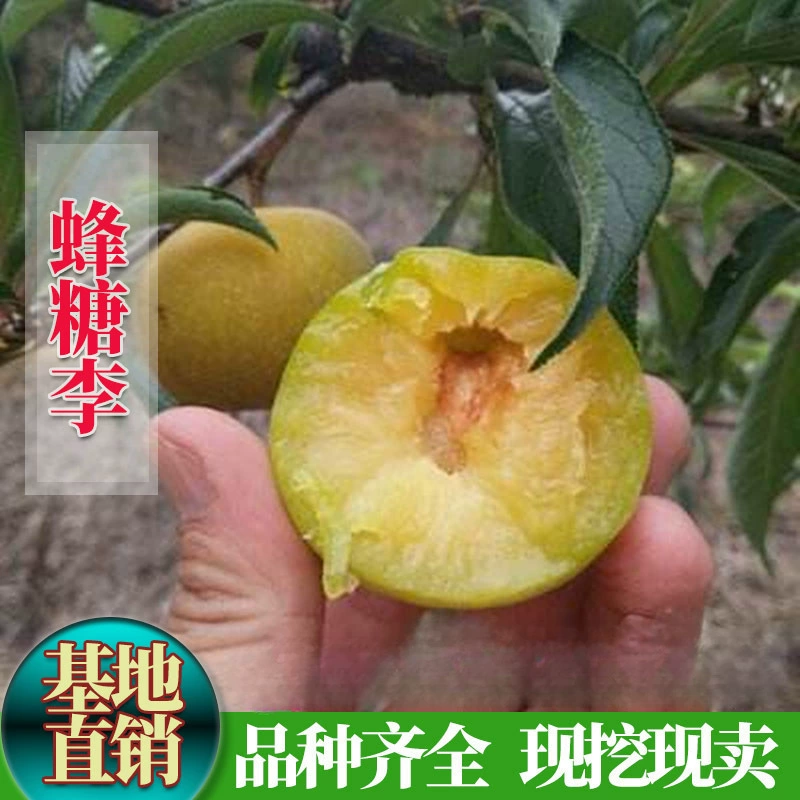 Саженцы мёдовых сахарных сливы, позднеспелые безкостные зелёные хрустящие сливы Сычуань, посаженные в северных и южных районах, дают урожай в том же году.