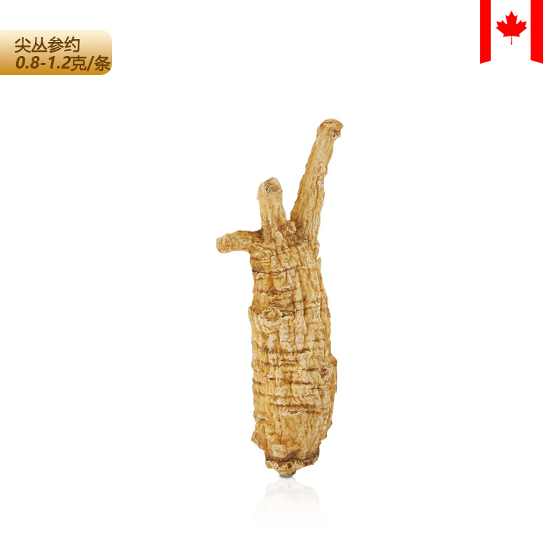 10 날카로운 콩 인삼 (저렴한 패키지)