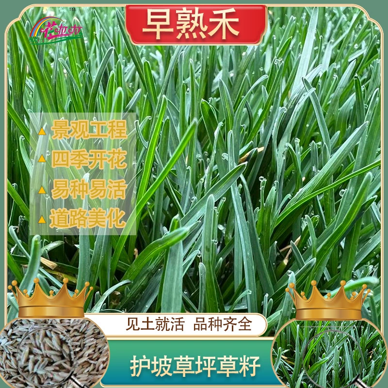 Холодный сезон защиты зеленого склона семян луговой Поа смешанный посев быстрорастущих четырехсезонных семян зеленой травы малоэтажного комплекса Семян Зеленого Дерна