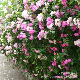 Multi-Flower Climbing Rose Seedlings, Flower Potted Green Plants, Courtyard, Vine Roses, Rose Plants That Bloom in All Seasons
