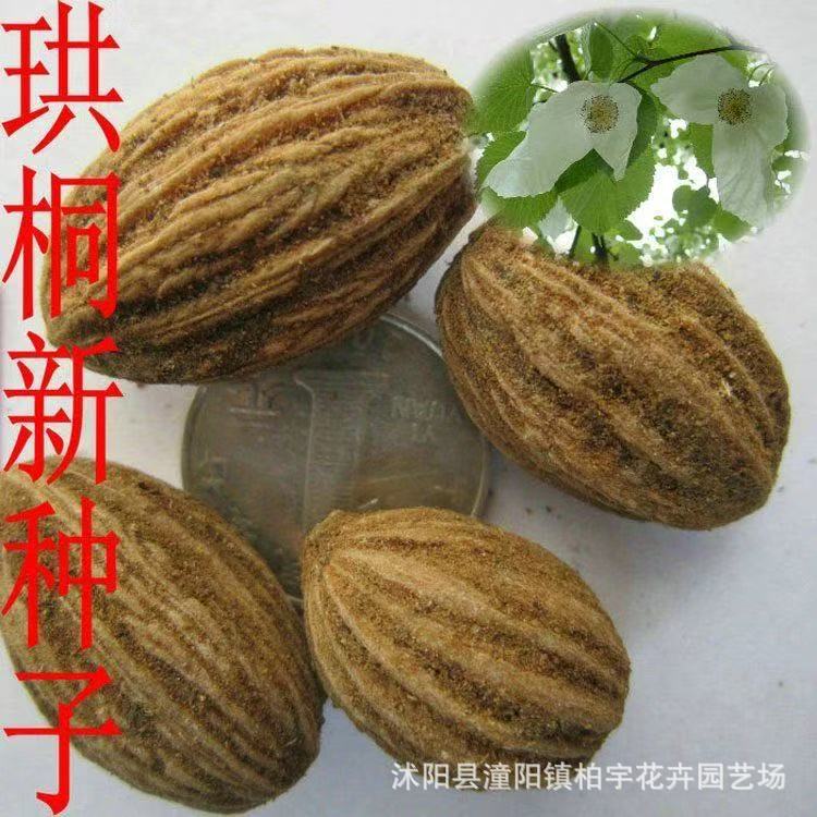 珙桐种子 水梨子 鸽子花树种子 绿化行道林木苗木树种子 易种植