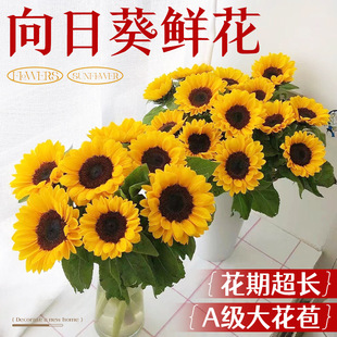 Sunflower Fresh Flowers Large Bouquet Direct from Yunnan Base Long-Lasting Fresh Cut Flowers Real Flowers for Home Use Flower Arrangement