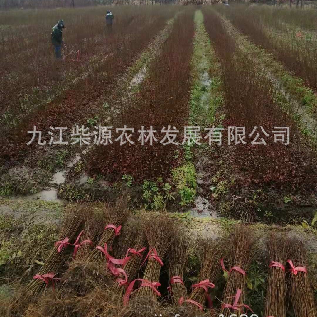 【基地批发】红榉1公分红榉苗、红榉树3公分红榉5公分红榉价格