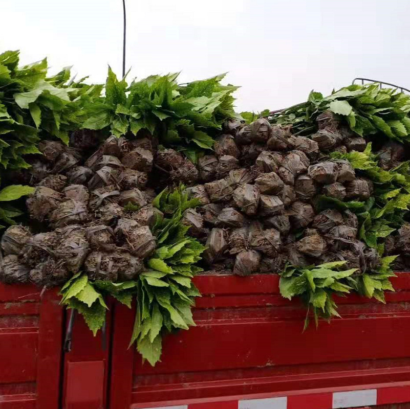 ����ɺ��3