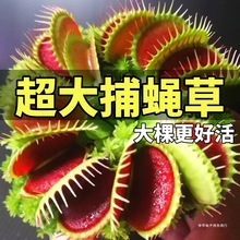 辛吉捕蝇草盆栽猪笼草苗驱蚊绿植物食人虫草花卉幼儿园室内好养活