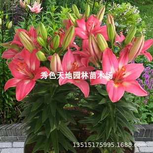 Double-Flowered Perfume Lily Bulbs with Toothed Seeds, Multi-Headed, Four-Season Flowering, Dwarf, Fragrant, Indoor and Outdoor Flower Pots
