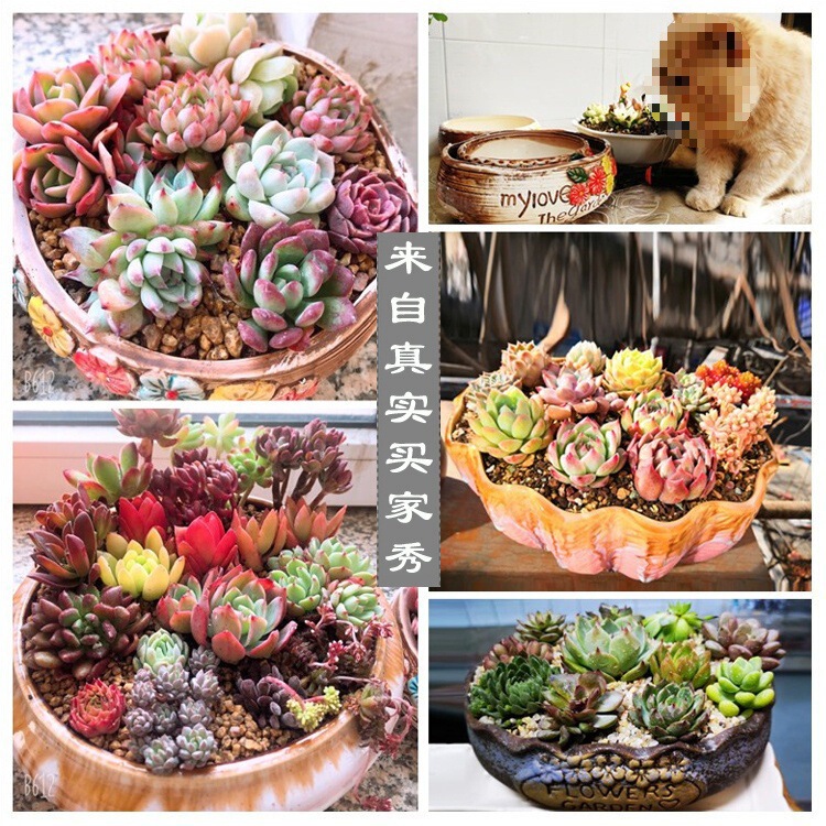 Large Succulent Flower Pot Ceramic Large Flower Pot Simple Large Diameter Stoneware Succulent Plant Platter Combination Flower Pot Large Succulent Flower Pot Ceramic Large Flower Pot Simple Large Diameter Stoneware Succulent Plant Platter Combination Flower Pot