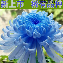 ��ջ���10���ļ��_ʳ�þջ��������҃����̨ͥԺ�^��ֲ��