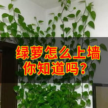 绿萝爬墙绿植固定器爬藤墙上攀爬自粘式架无痕客厅花架子多层花盆