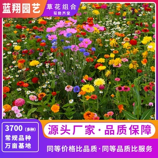 野花组合花卉种子四季易种草花组合批发景观绿化工程用草花种子籽