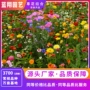 四季景观组合绿化种子