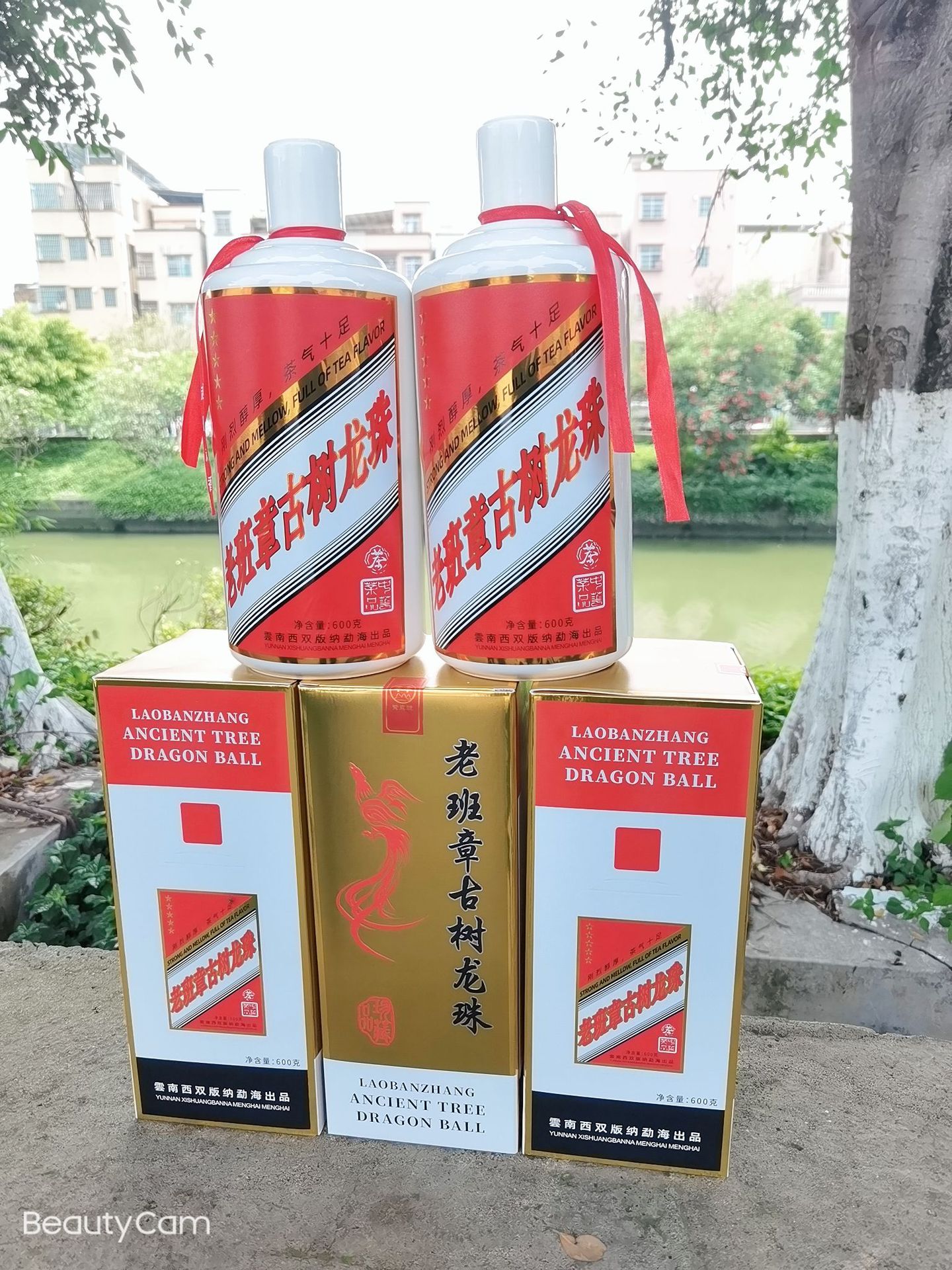 勐海普洱茶古树生茶老班章龙珠2021年头春头采600克 普洱茶坨批发|ms